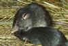Low-Res_Roofrat_Hagenbeck_02_16-9