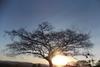 otonival-the-tree-of-life-2391331