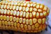 corn-6717635_1280