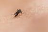 Low-Res_Mosquito_Ades mosquito biting skin_credit National Institute of Allergy and Infectious Diseases on Unsplash Z2pq_4mj6BI