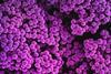 national-institute-of-allergy-and-infectious-diseases-N7bCVRWRgGs-unsplash (2)