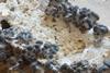 20210718_Pleurotus_ostreatus_116-138