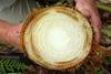 Banana_(Variety-_Koa_e_Kea)-_Fusarium_wilt_(Panama_disease)_-_26445956338