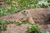 Low-Res_Boulder_juvy_emerging-from-burrow
