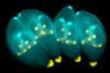 Toxoplasma_gondii