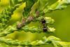 Lasius_niger_y_Cinara_tujafilina_en_Thuja_orientalis