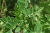 Astragalus_membranaceus