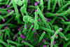 Novel_Coronavirus_SARS-Cov-2_(50010217143)