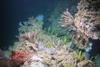 Low-Res_flower-garden-banks-NOAA