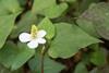 Houttuynia_cordata_03