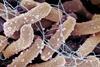 Low-Res_Boehm_Alex_E_Coli_Biofilm