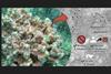 marine sponge