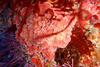 Crustose_coralline_algae,_South_East_Bay,_Three_Kings_Islands_PA121443