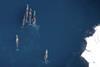 Low-Res_2) Aerial view of 6 whales photo copy