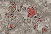 Zika_Virus_Particles_(23686785478)
