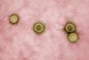 Novel_Coronavirus_SARS-CoV-2_-_53827311942