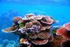 Coral_Outcrop_Flynn_Reef