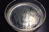 Colonies_of_Escherichia_coli_on_agar_plate
