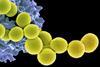 Methicillin-resistant_Staphylococcus_aureus_Bacteria