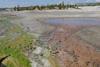 Algae_on_left_bacteria_on_right_at_Norris_Geyser_Basin_in_Yellowstone