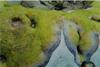 black-band-disease on coral