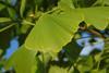 Ginkgo_biloba.004_-_Ponferrada
