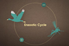 Low-Res_West-Nile-Fever