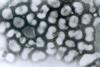 Influenza_A_-_late_passage