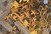 Goodsell_Abiogenesis_close-up