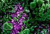 Novel_Coronavirus_SARS-CoV-2_(49666286236)