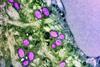 national-institute-of-allergy-and-infectious-diseases-SZjvceEDI9M-unsplash (1)
