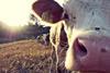 cow-932817_1280