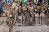 Donkeys support countless communities such as in Lamu, Kenya - The Donkey Sanctuary