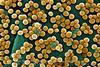 CDC-10046-MRSA