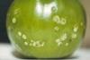 Bacterial_canker_of_tomato_caused_by_Corynebacterium_michiganense_pv._michiganense_(9777392932)