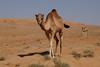 Camels_in_Wahiba_Sands_03