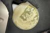 KFbacillus