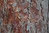 tree-bark-2492189_1280