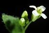 Arabidopsis_thaliana-flower