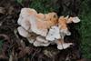 Laetiporus_cremeiporus_1