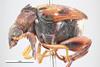 Callosobruchus_chinensis