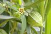 Physalis_angulata_(6181567708)