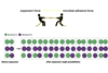 Low-Res_Functional expansion microscopy