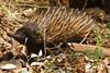 Low-Res_Echidna credit Ken Hurley-6