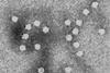 Canines_Parvovirus