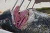 Delistes_luxatus_gills_usgs