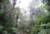 Rain_Forest_of_El_Yunque,_Puerto_Rico