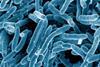 Mycobacterium_tuberculosis_Bacteria_(16843981465)
