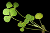 medicago