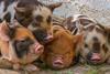 piglet-5240704_1280